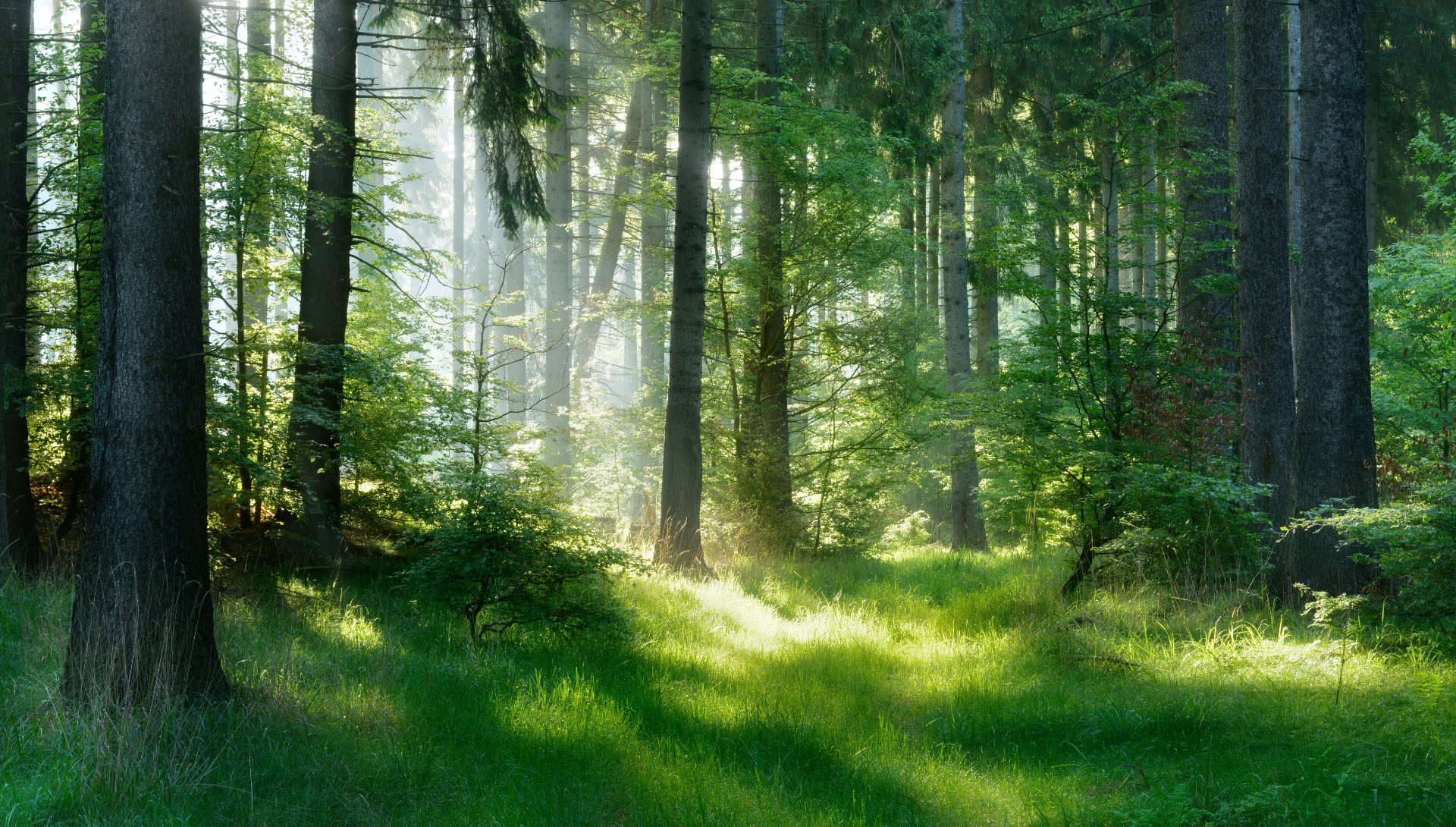 Ein deutscher Wald.